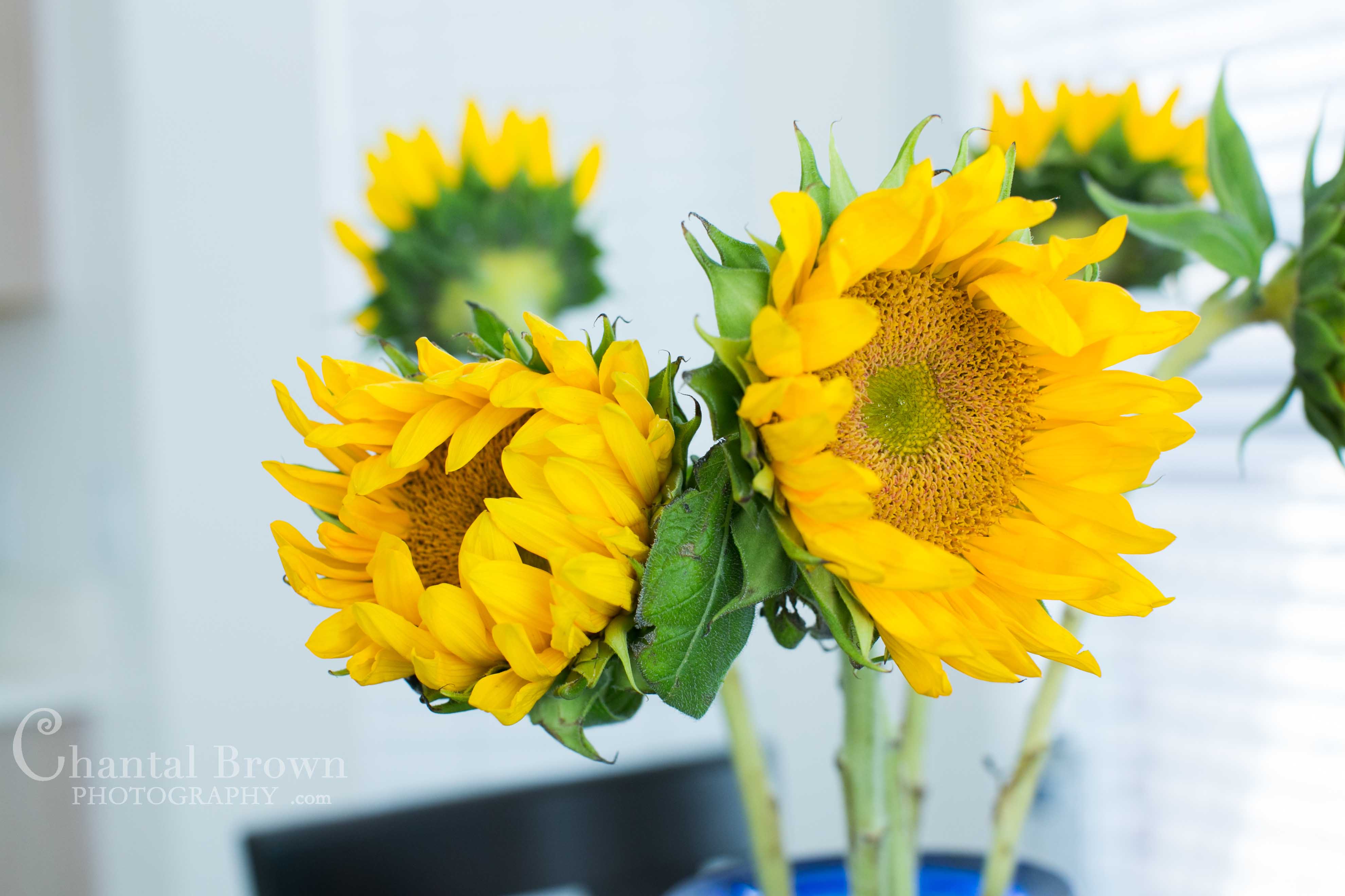 sunflower decoration for Thanksgiving dinner in Murphy portrait photographer